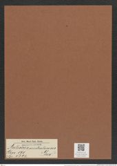 Auliscus australiensis Grev. (de-Toni-Nr.: Genus 171, Species 4324) Zeichnungen Sammlung Grunow Mappe 04293 (Herbarium_W_Grunow_drawings_Folder_04293)